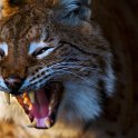 slides/_MG_5737.jpg wildlife, feline, big cat, cat, predator, fur, european, lynx, eye, fang WBCS25 - European Lynx
